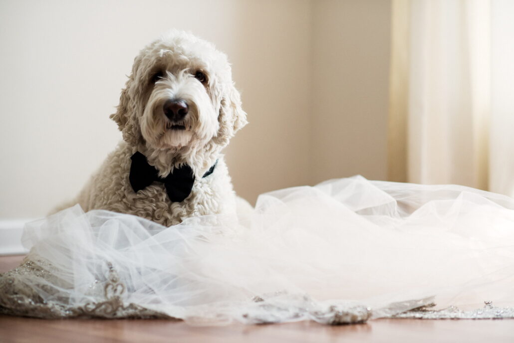 Wedding dog